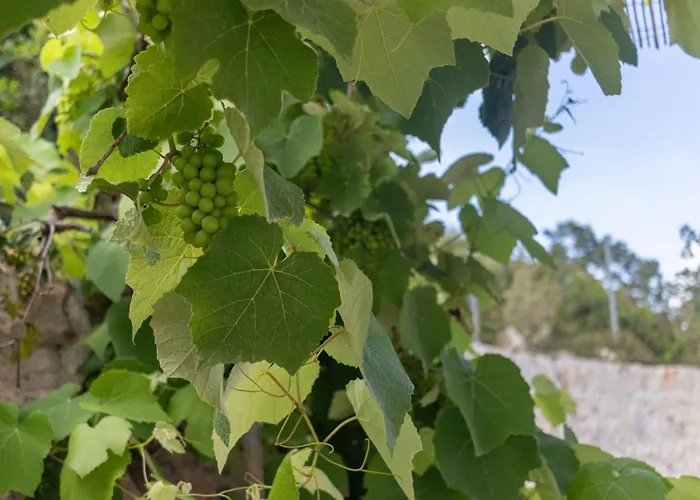 Serra * מרינה סרה